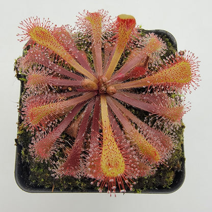 Drosera x snyderi potted houseplant with pink-red rosettes and dewy tentacles on Tampa Home & Garden Store