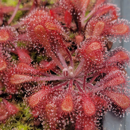 Drosera x snyderi red sundew with dew-covered trailing leaves in a potted plant on Tampa Home & Garden Store