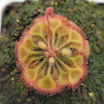 Drosera burkeana sundew with pink tentacles on green leaves, flowering stalk visible, on Tampa Home & Garden Store
