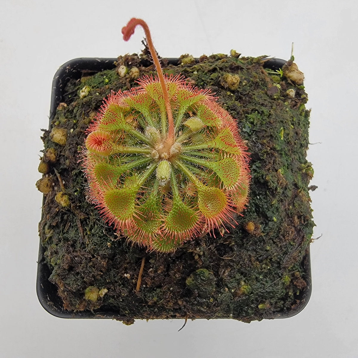Drosera burkeana sundew in a pot with green leaves and red-tipped sticky tentacles on Tampa Home & Garden Store