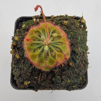 Drosera burkeana sundew in a pot with green leaves and red-tipped sticky tentacles on Tampa Home & Garden Store