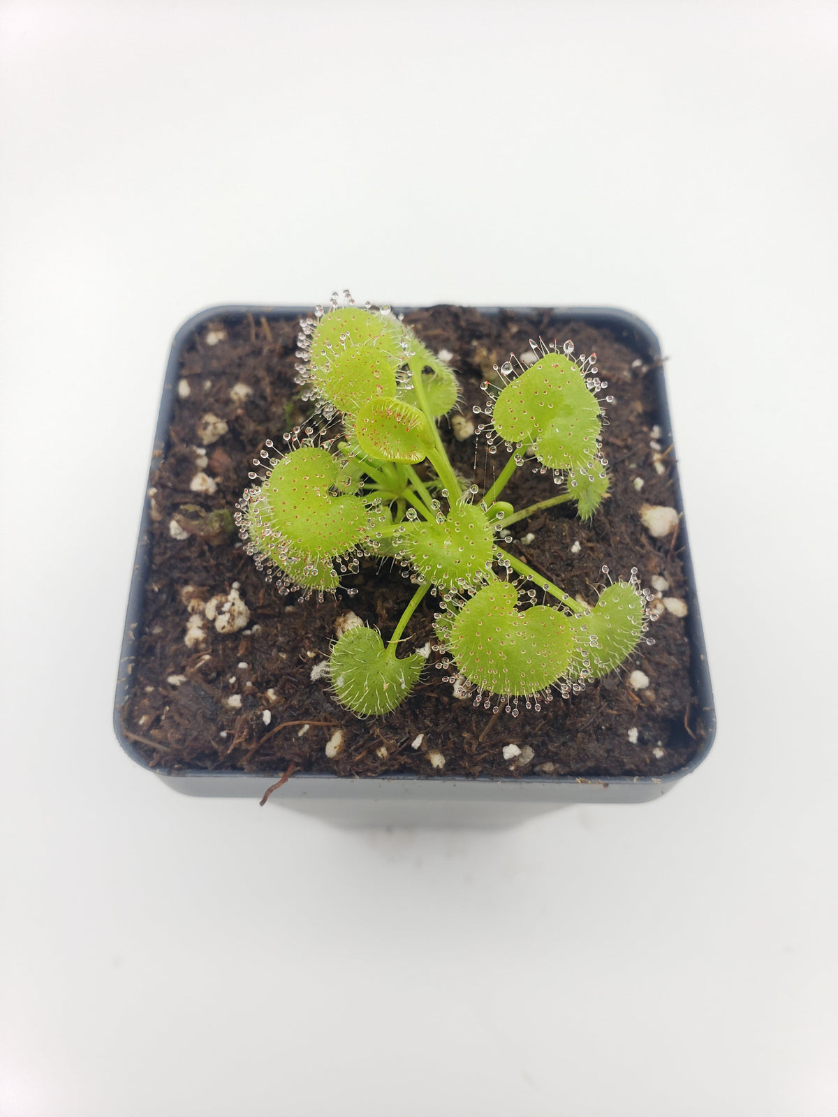 Drosera prolifera carnivorous plant in pot with green leaves and dew drops on tentacles on Tampa Home & Garden Store