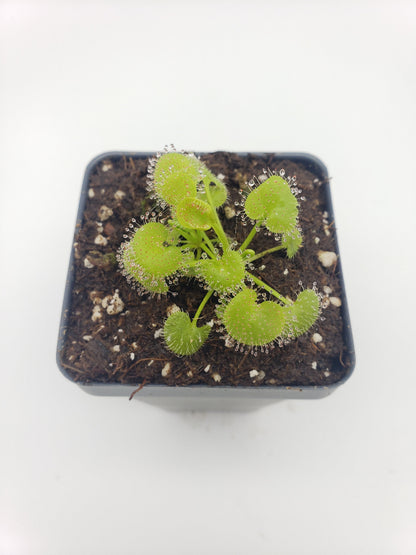 Drosera prolifera carnivorous plant in pot with green leaves and dew drops on tentacles on Tampa Home & Garden Store