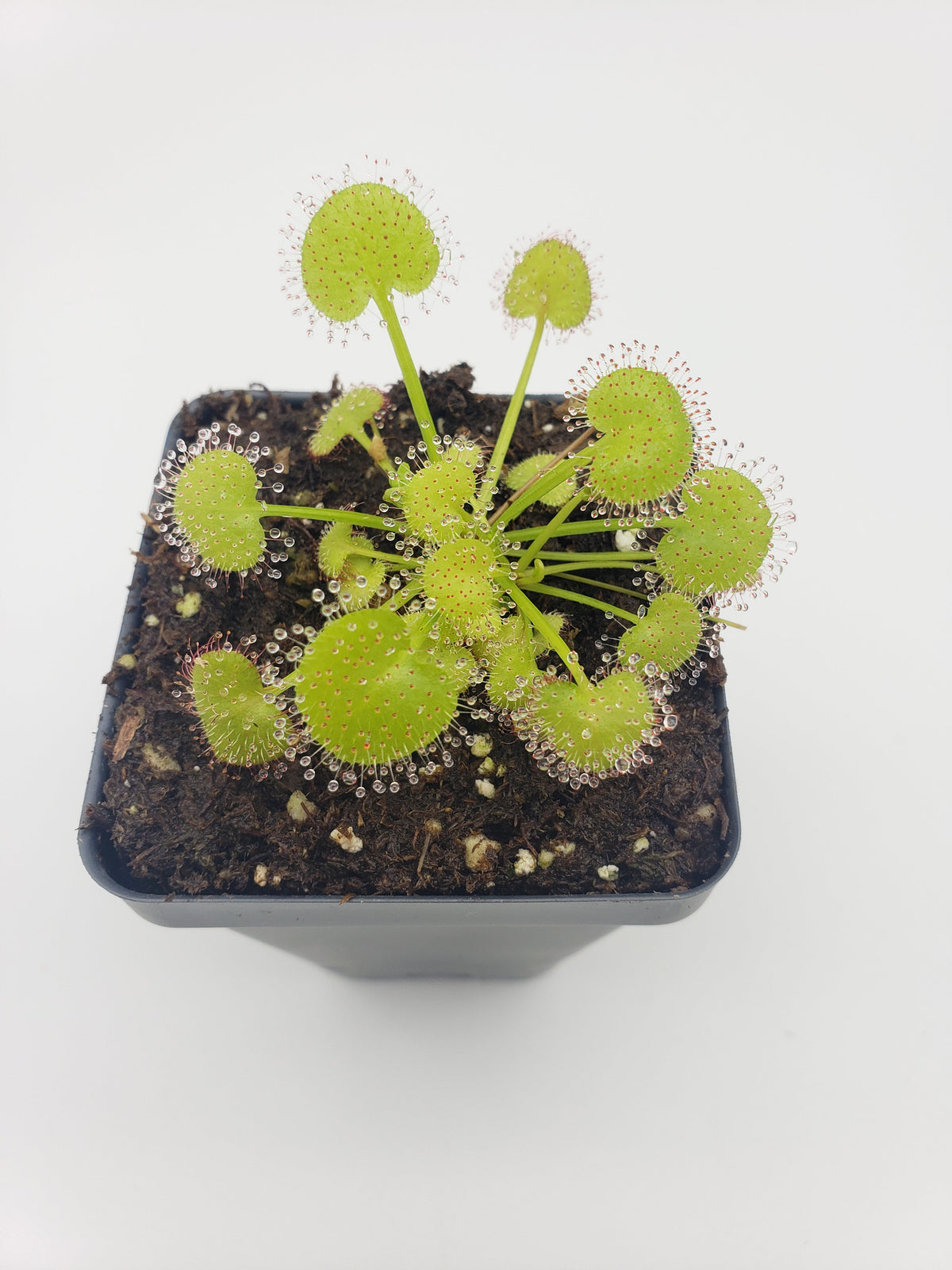Drosera prolifera live carnivorous plant with round green traps and dew-tipped tentacles in pot on Tampa Home & Garden Store