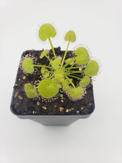Drosera prolifera live carnivorous plant with round green traps and dew-tipped tentacles in pot on Tampa Home & Garden Store