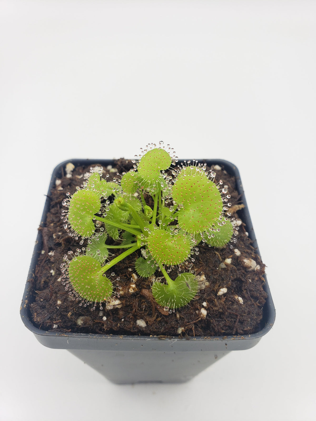Drosera prolifera sundew in a black pot bright green round leaves with dew tipped tentacles on Tampa Home & Garden Store