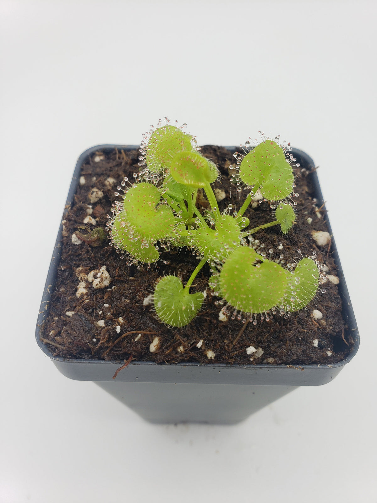 Drosera prolifera live sundew plant in a black pot with bright green rounded leaves and dew on Tampa Home & Garden Store