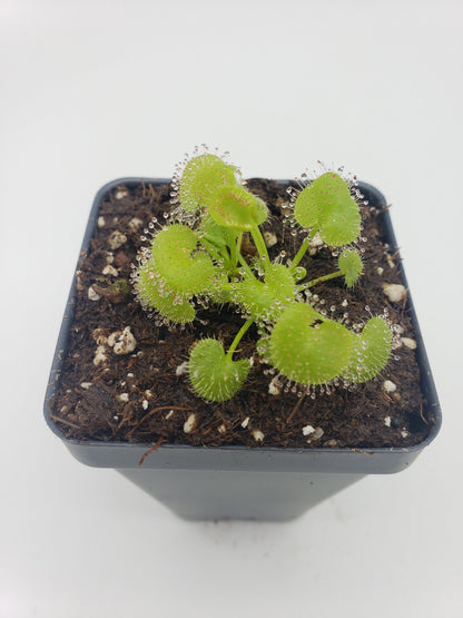 Drosera prolifera live sundew plant in a black pot with bright green rounded leaves and dew on Tampa Home & Garden Store