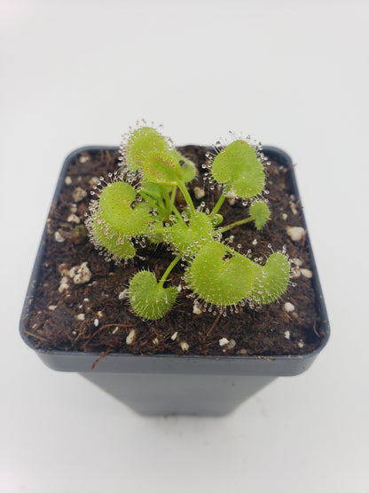 Drosera prolifera carnivorous plant with round green sundew leaves and dew droplets in a pot on Tampa Home & Garden Store
