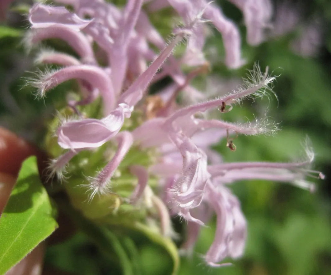 Dry Itchy Skin Salve pink flower close-up with fuzzy petals Homestead Iron branding on Tampa Home & Garden Store