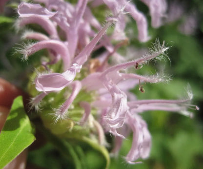 Dry Itchy Skin Salve pink flower close-up with fuzzy petals Homestead Iron branding on Tampa Home & Garden Store