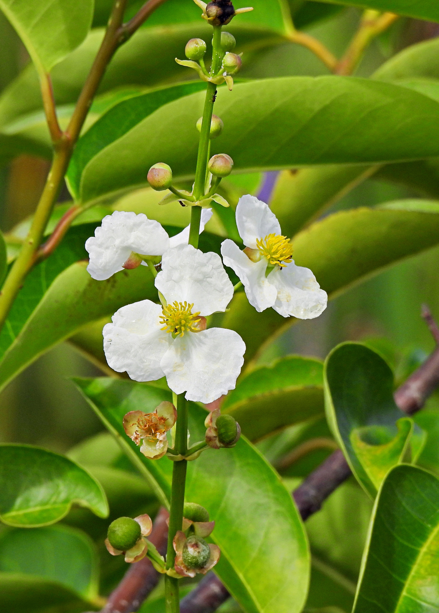 Duck Potato (Sagittaria latifolia) - Tampa Home & Garden Store