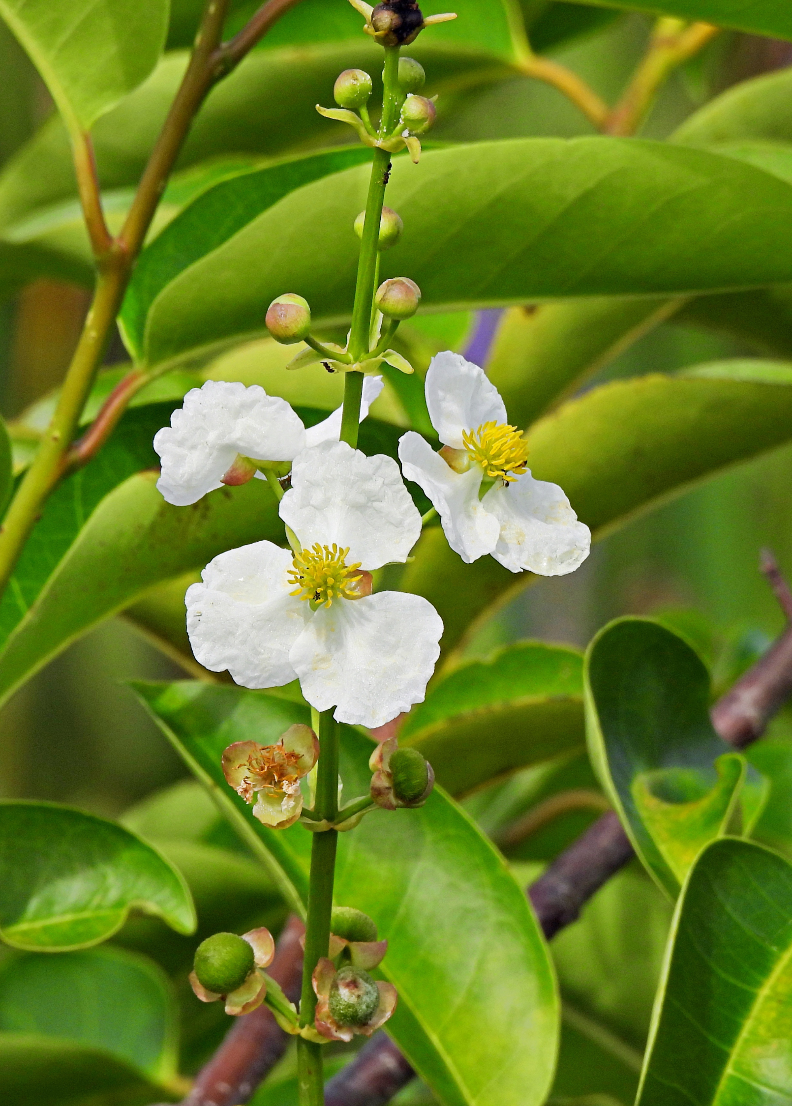 Duck Potato (Sagittaria latifolia) - Tampa Home & Garden Store