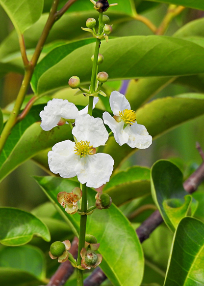 Duck Potato (Sagittaria latifolia) - Tampa Home & Garden Store