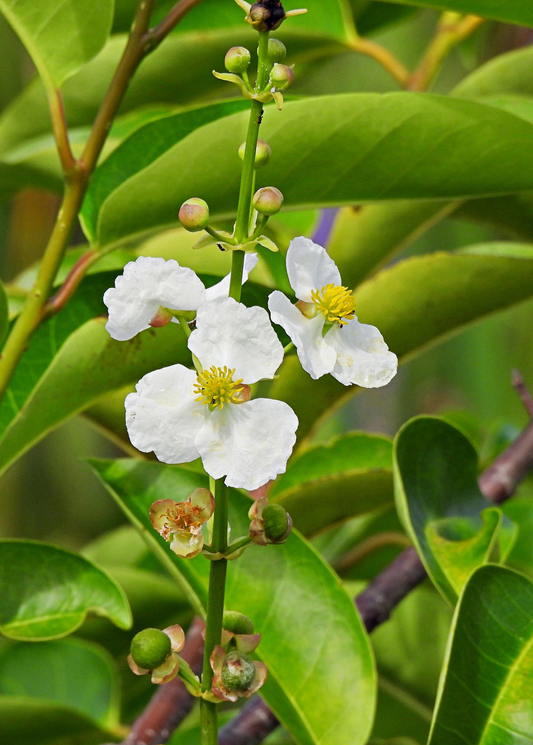 Duck Potato (Sagittaria latifolia) - Tampa Home & Garden Store