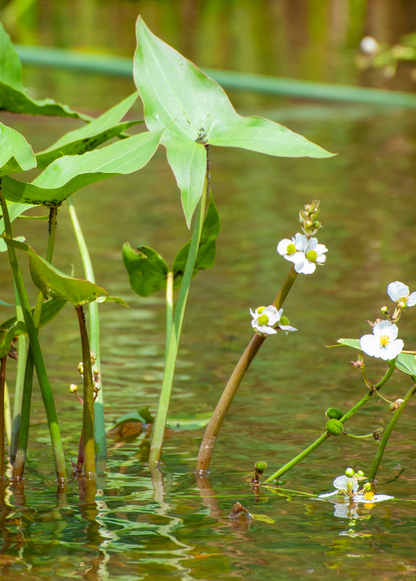 Duck Potato (Sagittaria latifolia) - Tampa Home & Garden Store