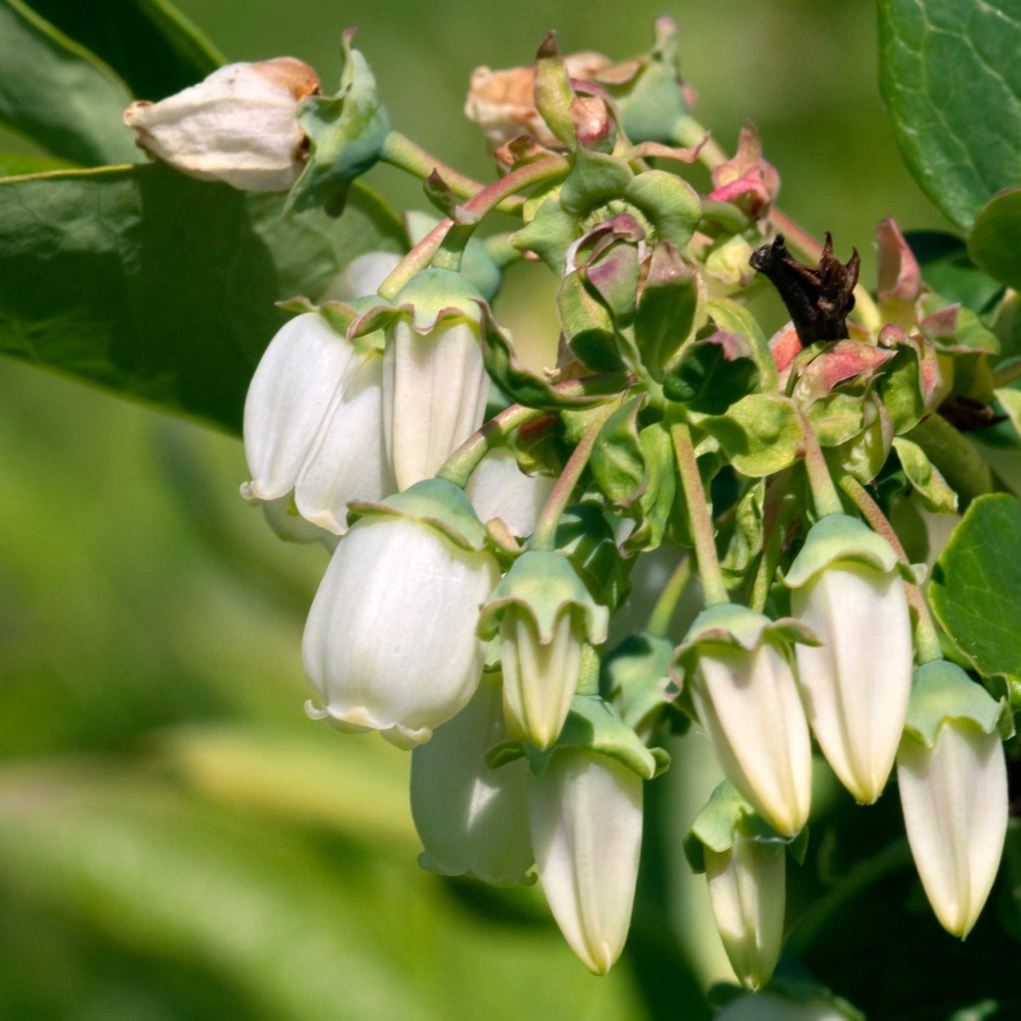 Duke Blueberry plant with white bell-shaped blossoms on green stems Live Good Logistics on Tampa Home & Garden Store