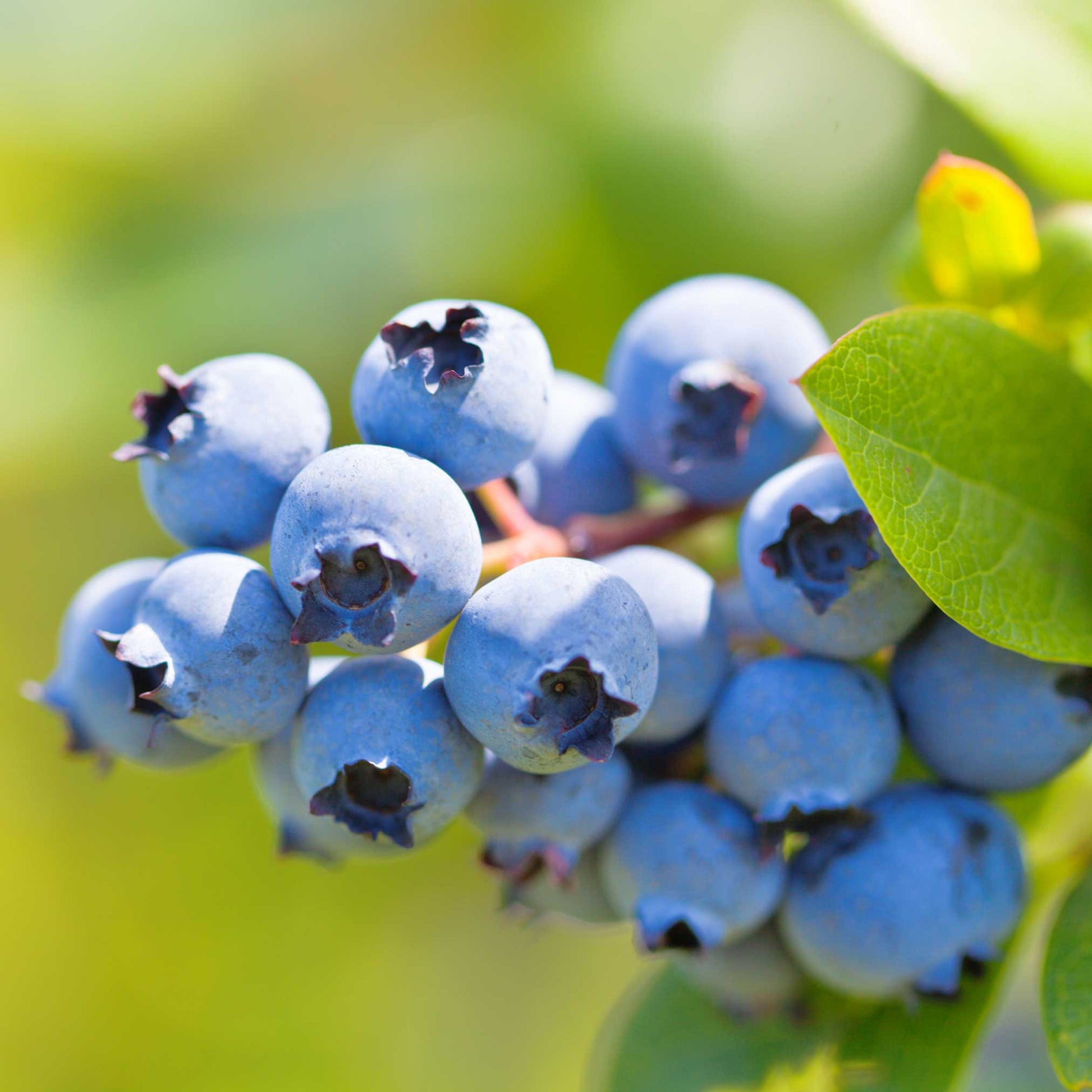 Duke Blueberry plant with ripe blue berries and green leaves Live Good Logistics on Tampa Home & Garden Store