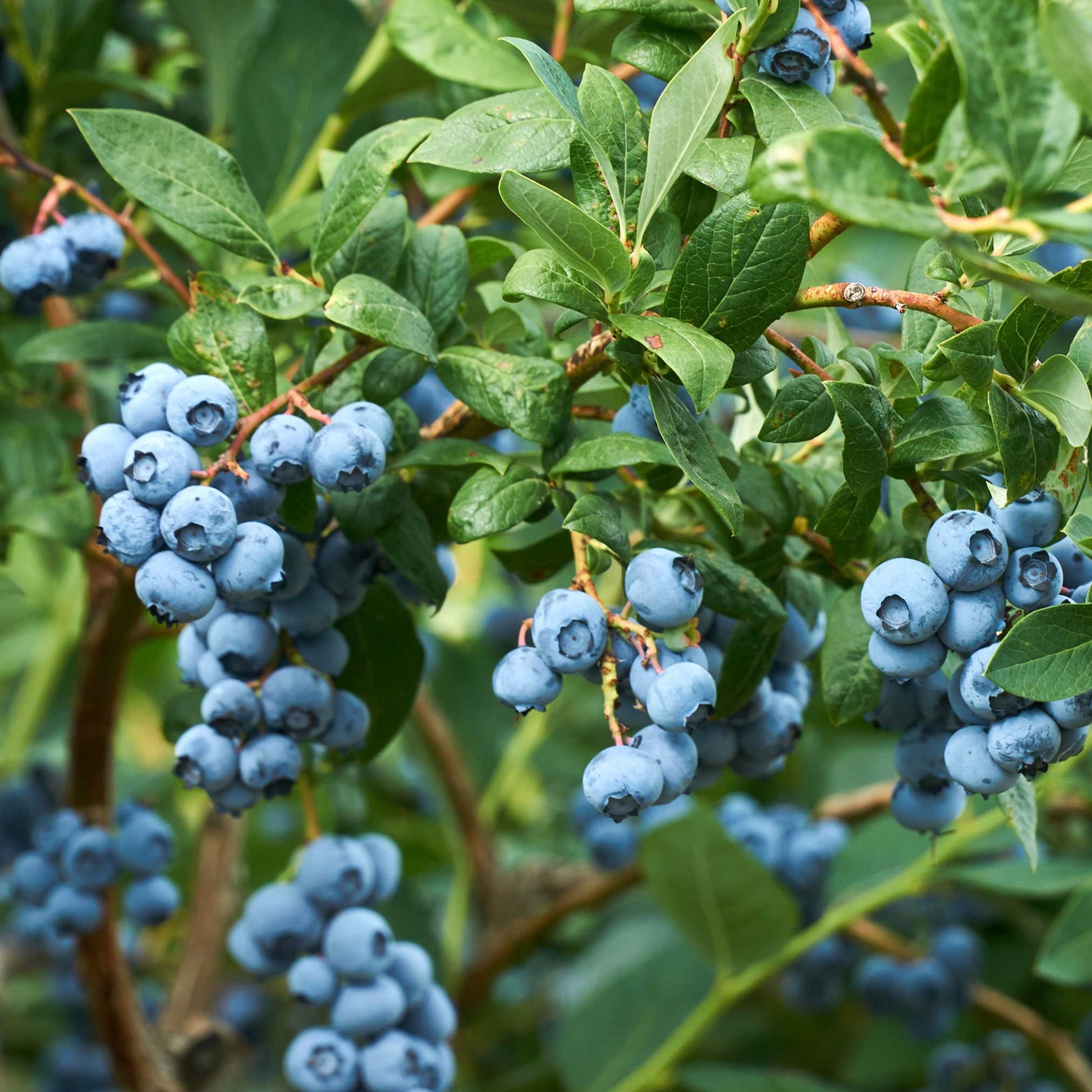 Duke blueberry plant with clusters of ripe blue blueberries and glossy green leaves on Tampa Home & Garden Store