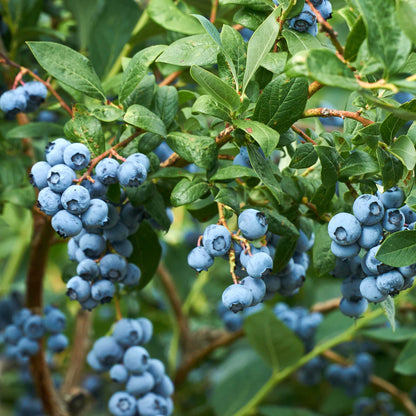 Duke blueberry plant with clusters of ripe blue blueberries and glossy green leaves on Tampa Home & Garden Store