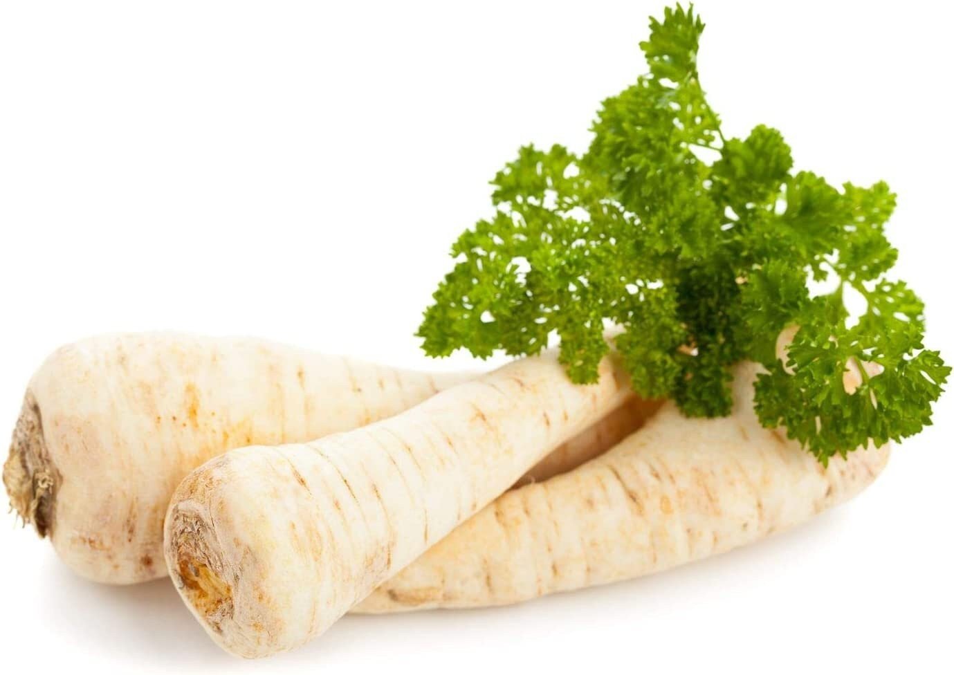 Dutch Hamburg Parsley Root Sugar Heirloom Herbs Vegetable Non GMO - 2000 Seeds - Tampa Home & Garden Store