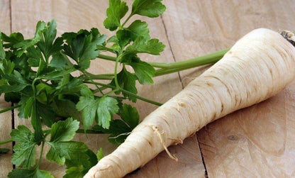 Dutch Hamburg Parsley Root Sugar Heirloom Herbs Vegetable Non GMO - 2000 Seeds - Tampa Home & Garden Store