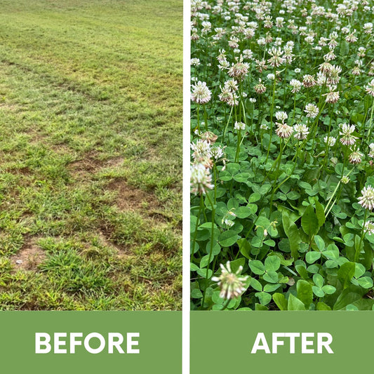 Dutch White Clover Shaker seeds, before patchy lawn after white clover lawn Flawn Seed Kits on Tampa Home & Garden Store