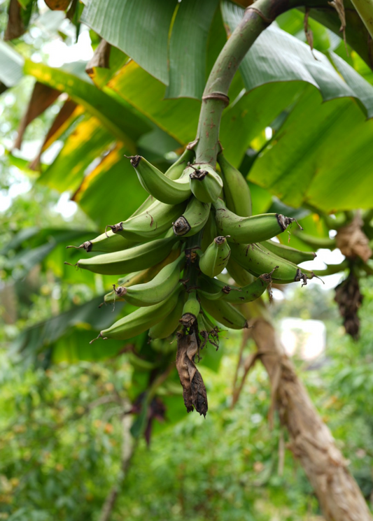 Plantain Dwarf Puerto Rican fruit tree Musa with clusters of green bananas by Sow Exotic on Tampa Home & Garden Store