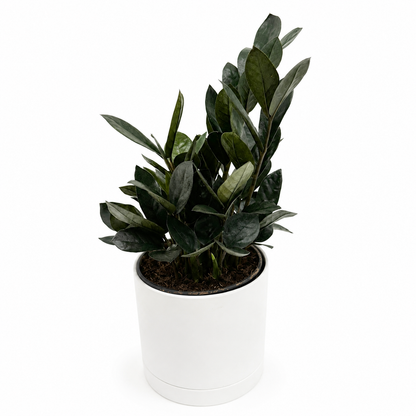 ZZ Black Raven Plant For Indoor Decor