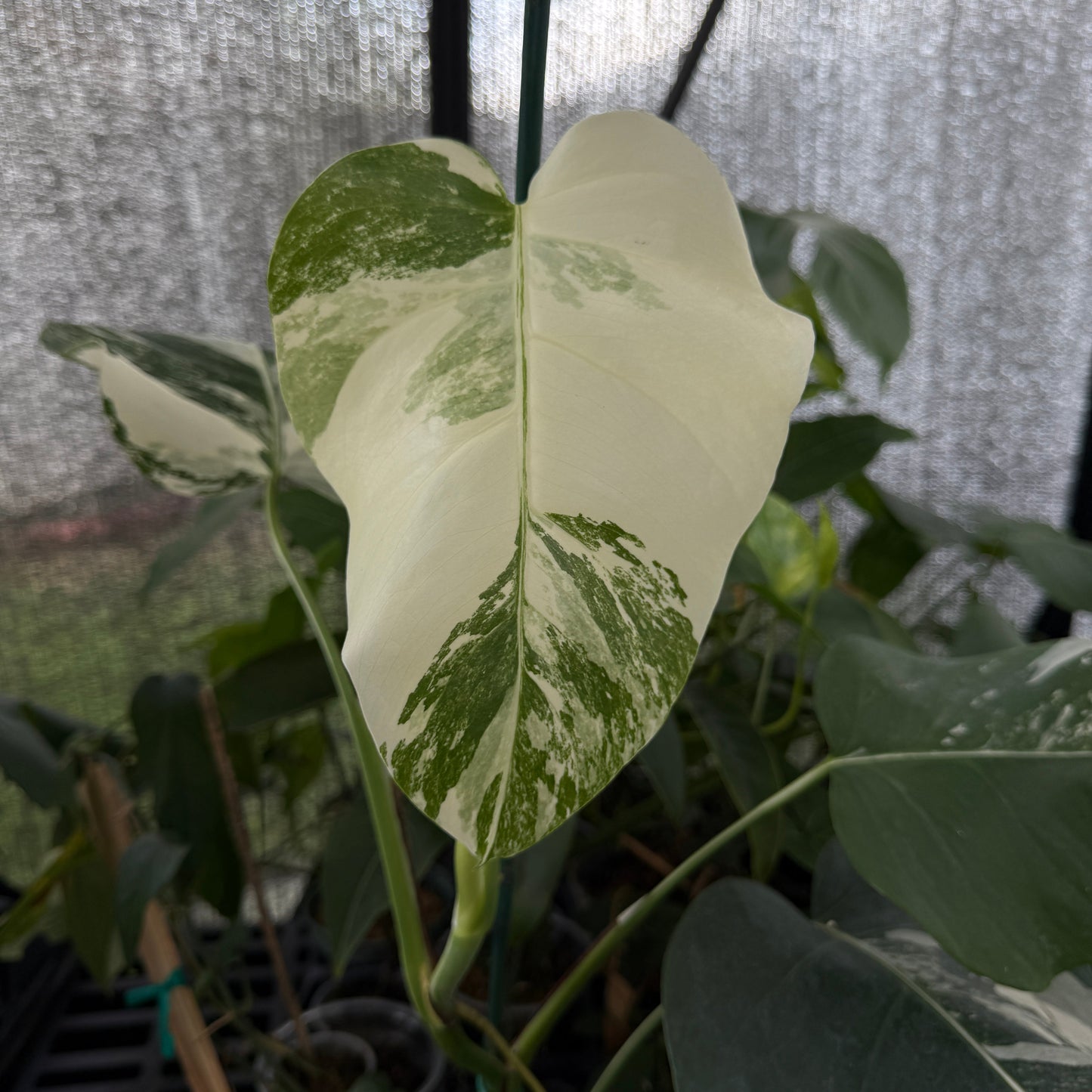 Monstera Albo Borsigiana plant with cream and green variegated leaves, potted houseplant on Tampa Home & Garden Store
