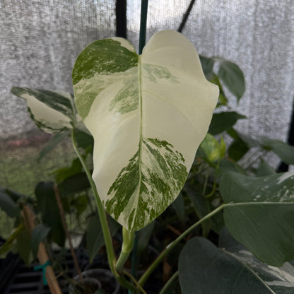 Monstera Albo Borsigiana plant with cream and green variegated leaves, potted houseplant on Tampa Home & Garden Store