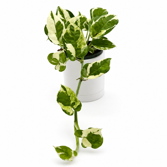 Pothos N'Joy