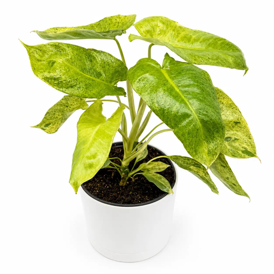 Philodendron Paraiso Verde Variegated Leaves with green-yellow foliage in a white pot RUNOPLANTS on Tampa Home & Garden Store