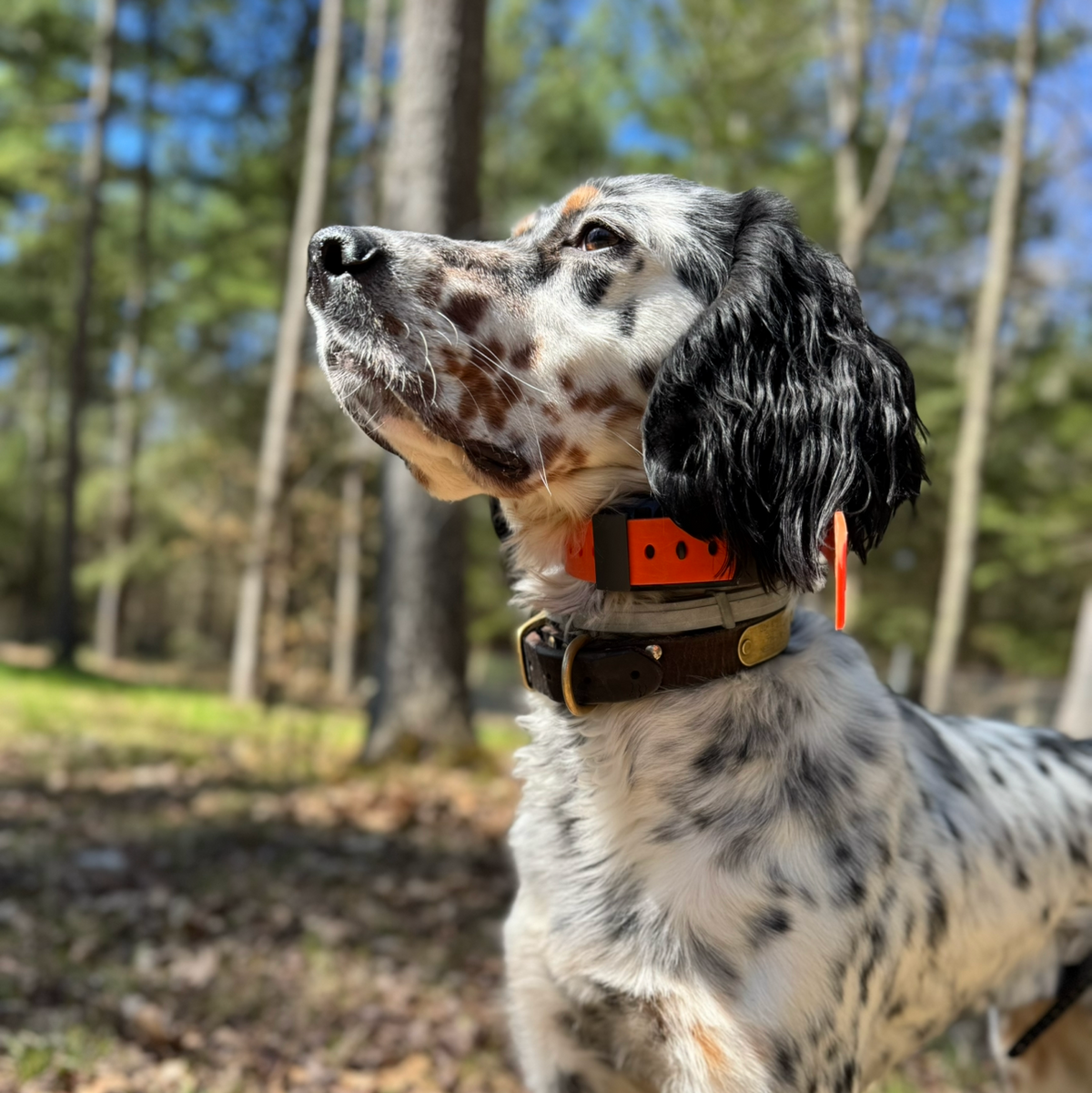 Training Collar Setup Hoss Straps orange nylon hunting dog collar with brass buckle; two collars on Tampa Home & Garden Store