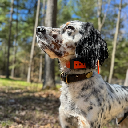 Training Collar Setup Hoss Straps orange nylon hunting dog collar with brass buckle; two collars on Tampa Home & Garden Store
