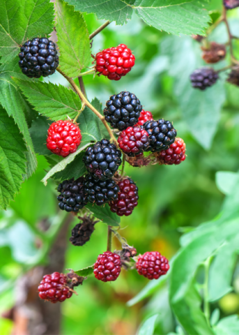 Blackberry Plant 'Apache' (Rubus canadensis)
