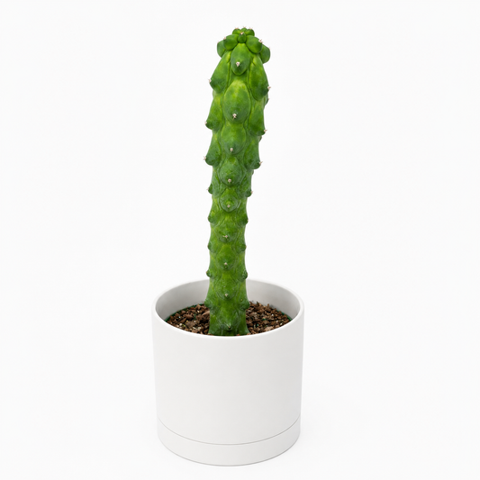 Boobie Cactus