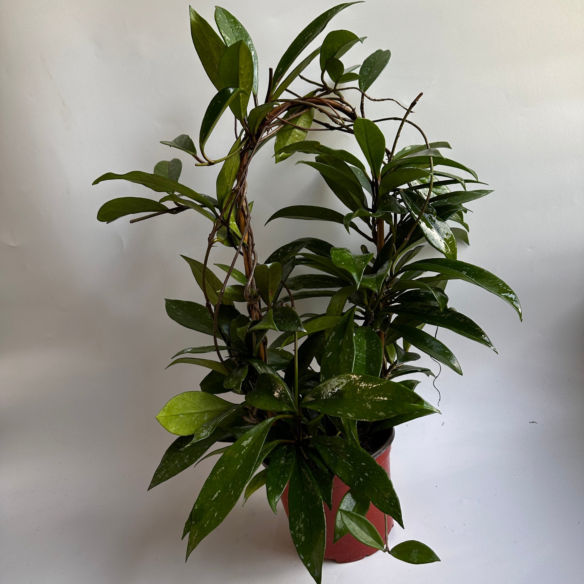 Hoya Publicalyx Splash trailing potted houseplant with glossy green leaves in red pot RUNOPLANTS on Tampa Home & Garden Store