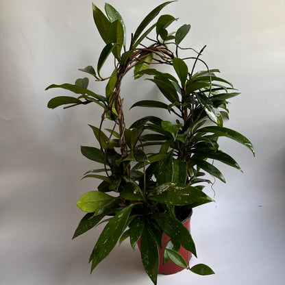 Hoya Publicalyx Splash trailing potted houseplant with glossy green leaves in red pot RUNOPLANTS on Tampa Home & Garden Store
