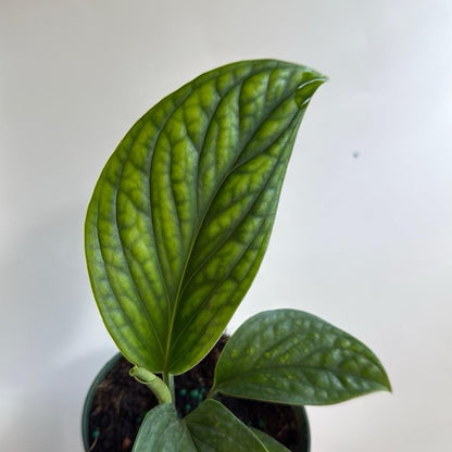 Monstera Pinnatipartita
