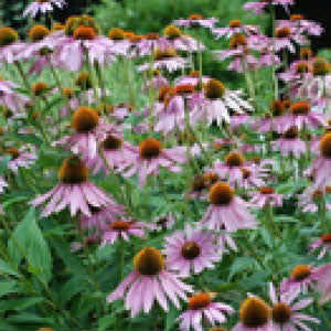 ECHINACEA Seeds, Purpurea - Tampa Home & Garden Store