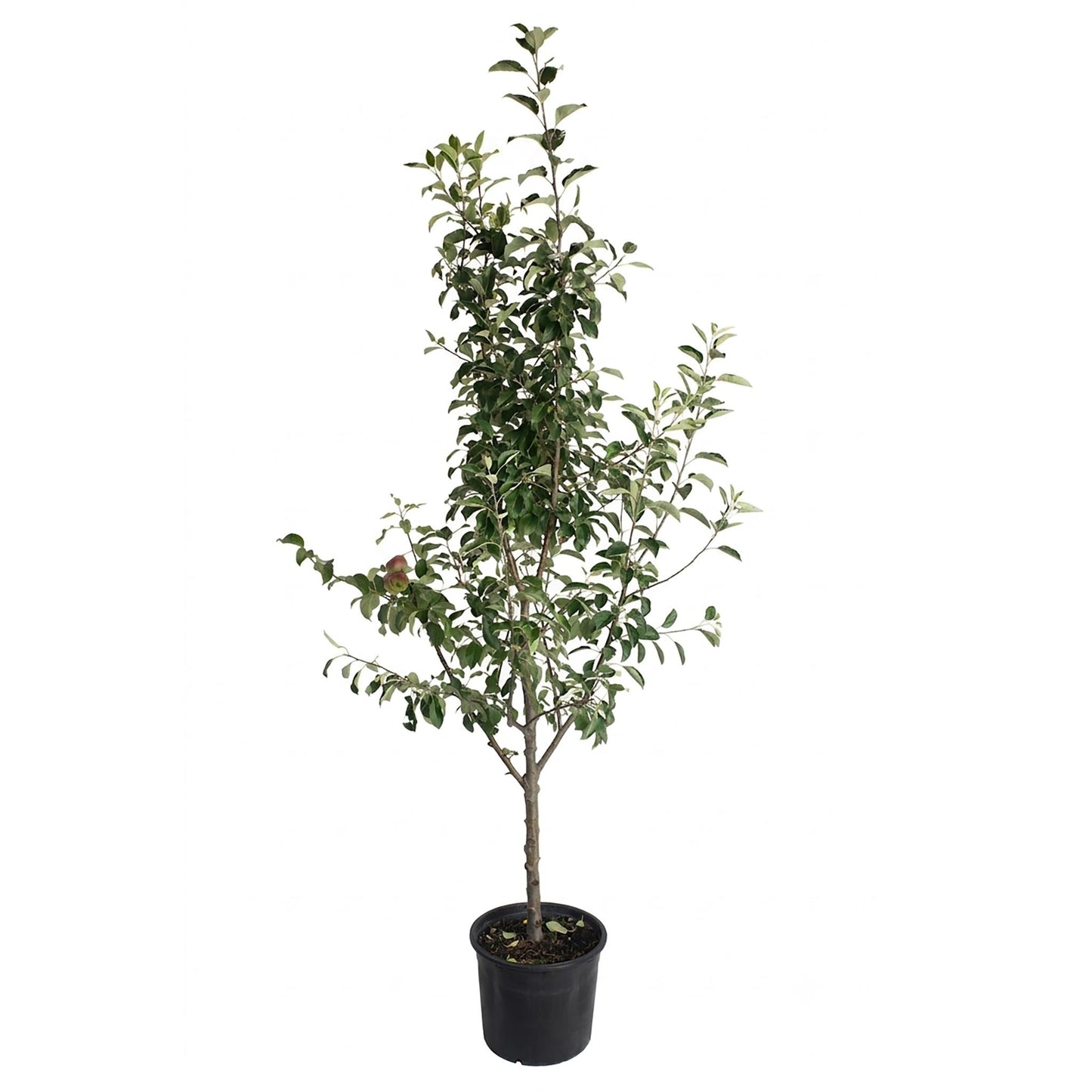 3-in-1 Apple Tree plant with green leaves in black plastic pot on Tampa Home & Garden Store