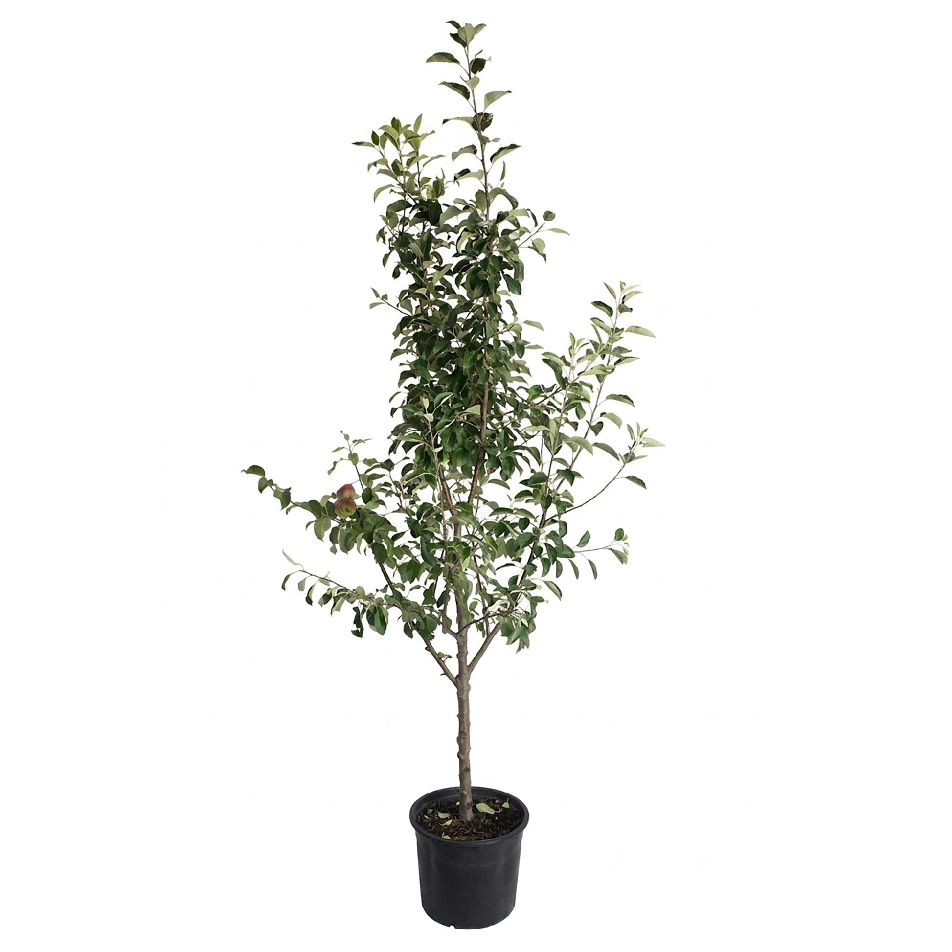 3-in-1 Apple Tree plant with green leaves in black plastic pot on Tampa Home & Garden Store