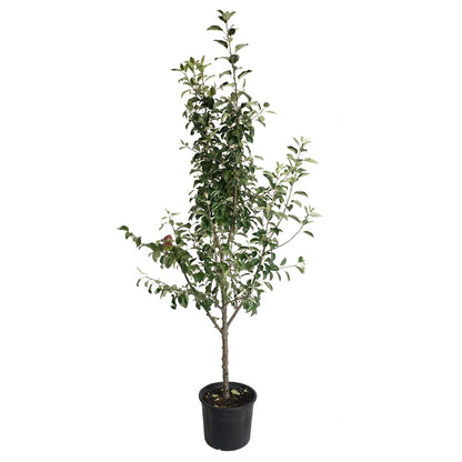 3-in-1 Apple Tree plant with green leaves in black plastic pot on Tampa Home & Garden Store