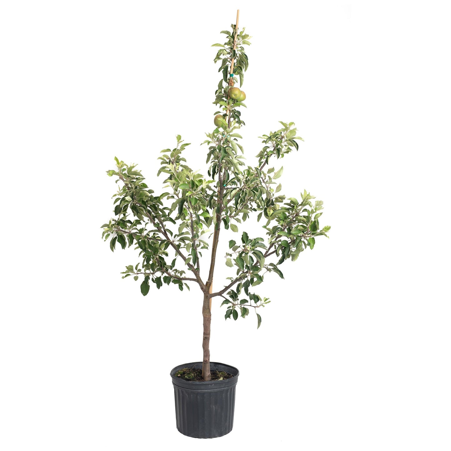 Fuji Apple Tree plant in a black plastic pot with green leaves and apples, Live Good Logistics on Tampa Home & Garden Store