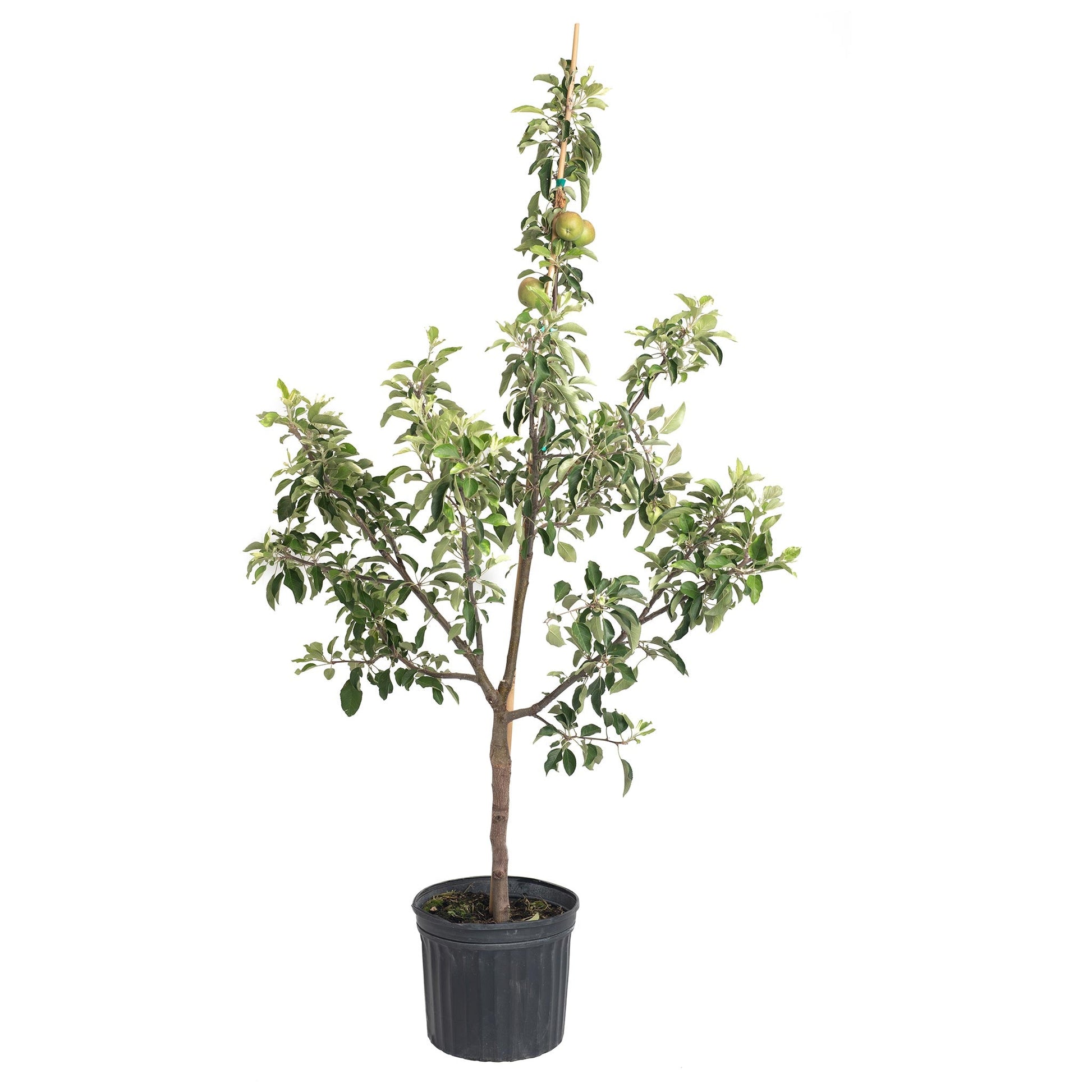Fuji Apple Tree plant in a black plastic pot with green leaves and apples, Live Good Logistics on Tampa Home & Garden Store