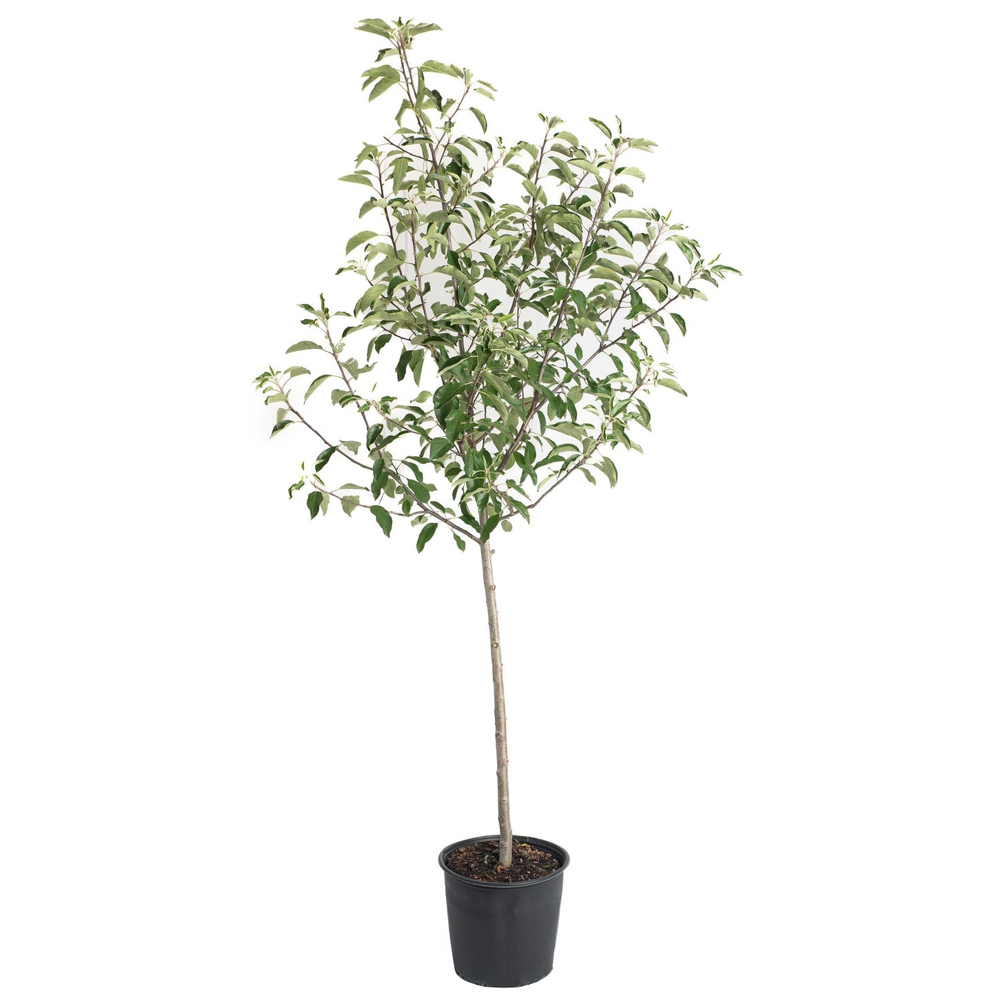 Gala Apple Tree plant in a black plastic pot with lush green leaves by Live Good Logistics on Tampa Home & Garden Store