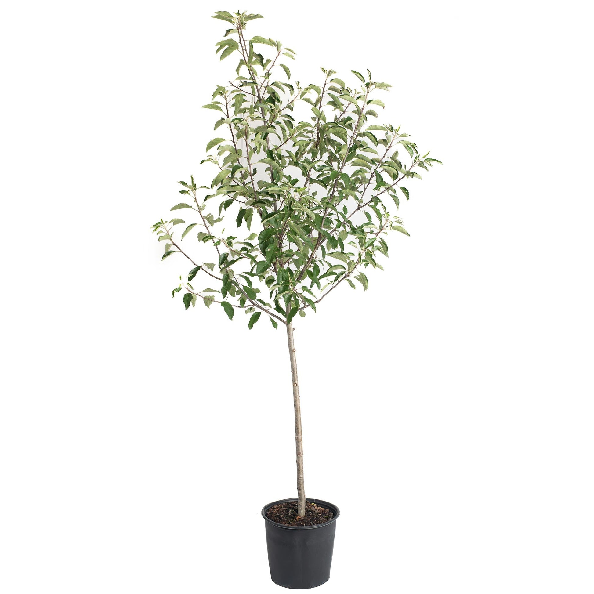 Gala Apple Tree plant in a black plastic pot with lush green leaves by Live Good Logistics on Tampa Home & Garden Store