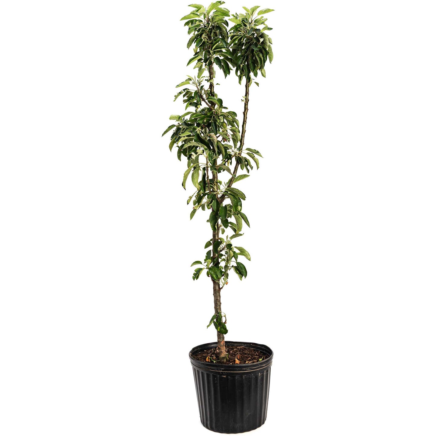 Golden Treat Apple Tree plant in a black pot with green leaves Live Good Logistics plant on Tampa Home & Garden Store