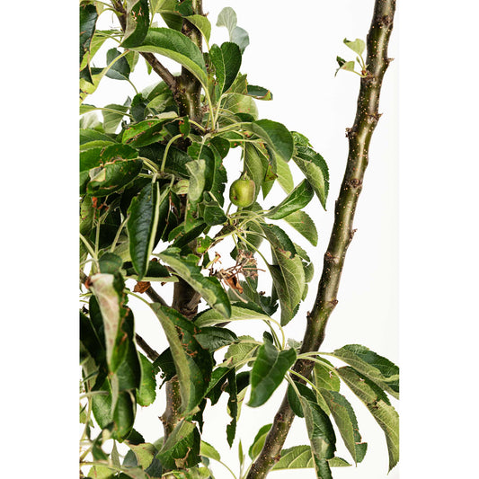 Golden Treat Apple Tree plant with green leaves and small fruit on Tampa Home & Garden Store